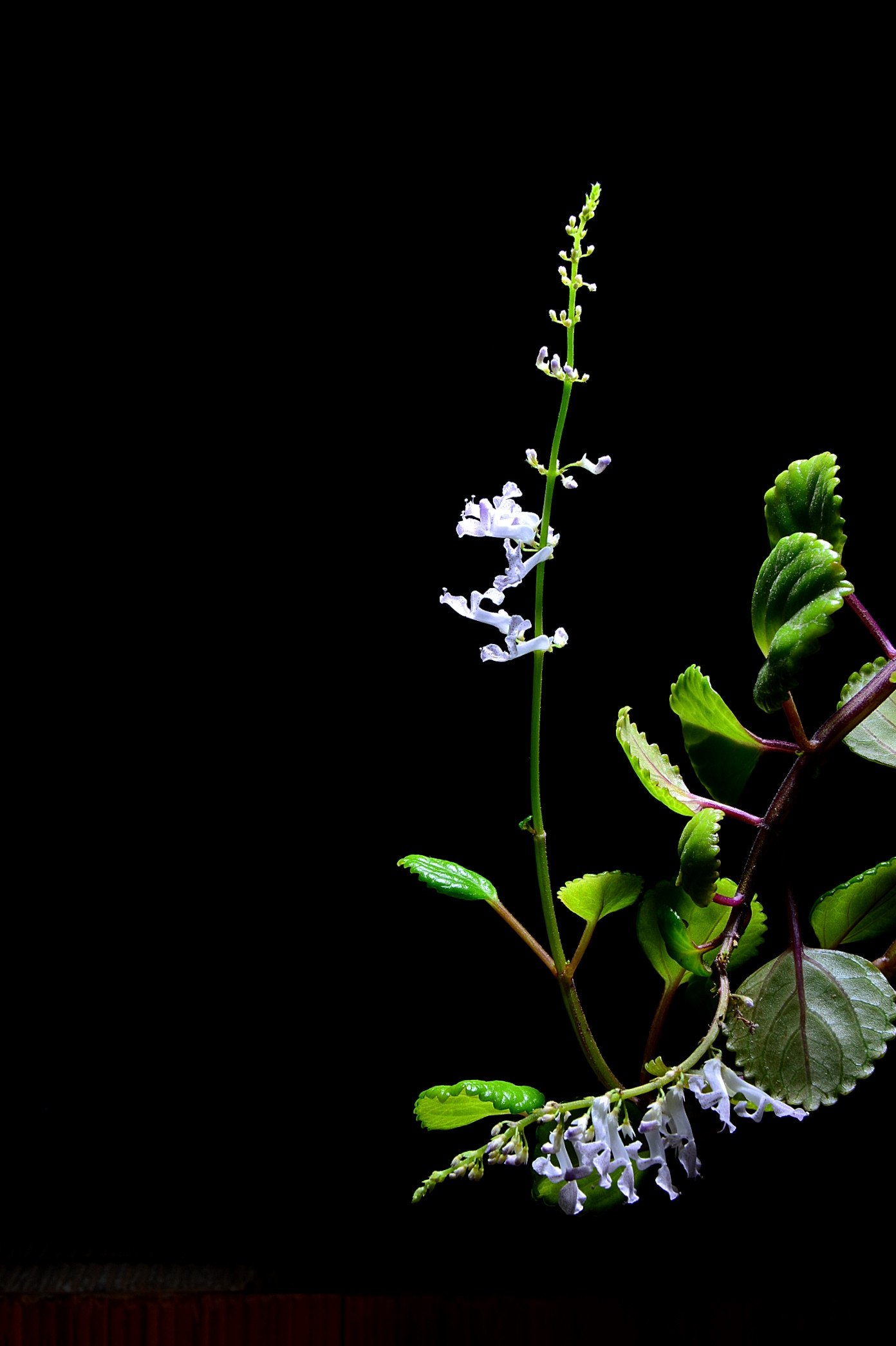 DSC_5817.JPG : 이름모를 꼬치여