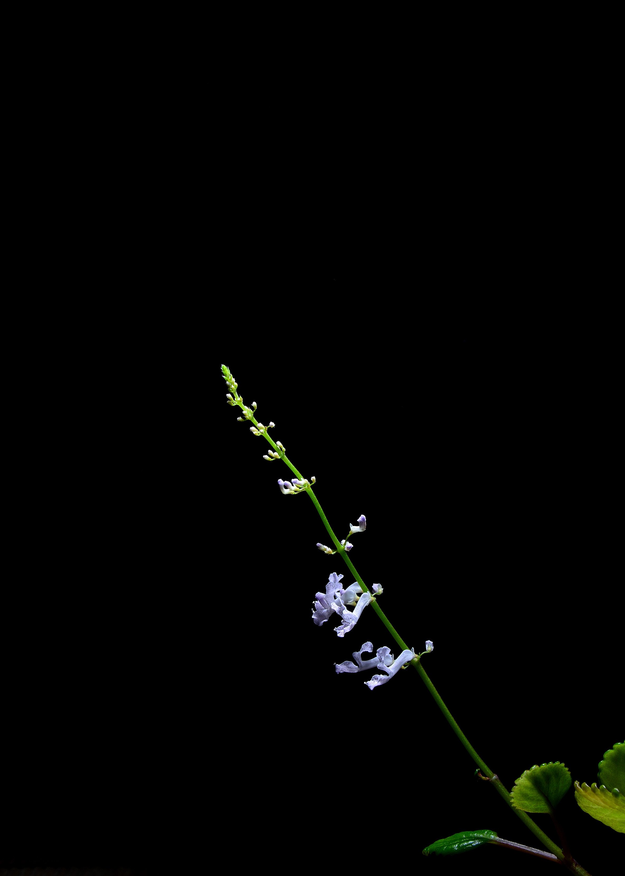 DSC_5820.JPG : 이름모를 꼬치여