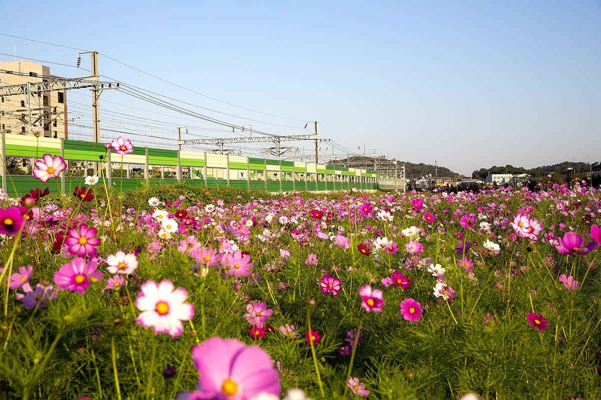 20191012-D55A0003-3.jpg : 기차길옆 코스모스