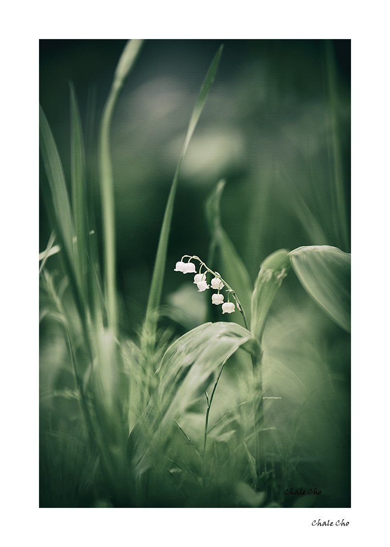 순애-1.jpg : 순애