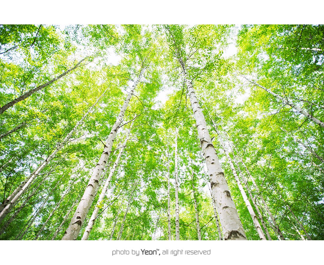 인제-자작나무-1-Web.jpg : 원대리-자작나무