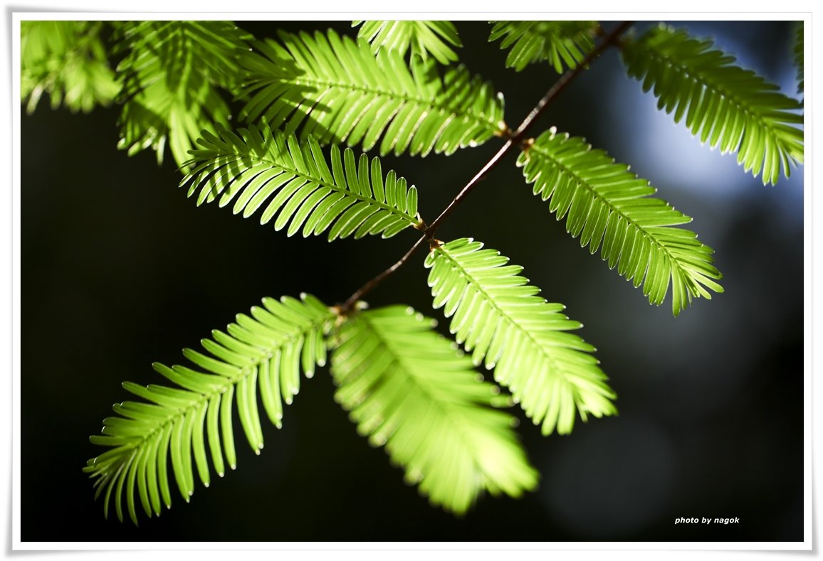 예현마을 043.jpg : 바람불던 날에..