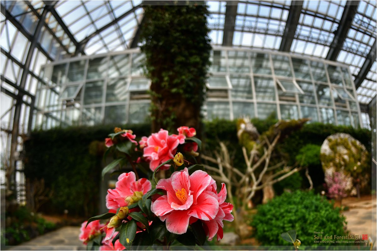 DSC_551512.jpg : 화성 식물원
