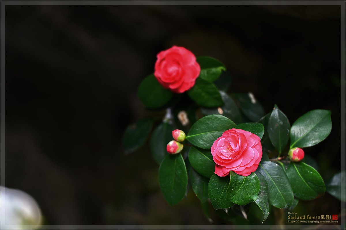 DSC_5484J12.jpg : 화성 식물원