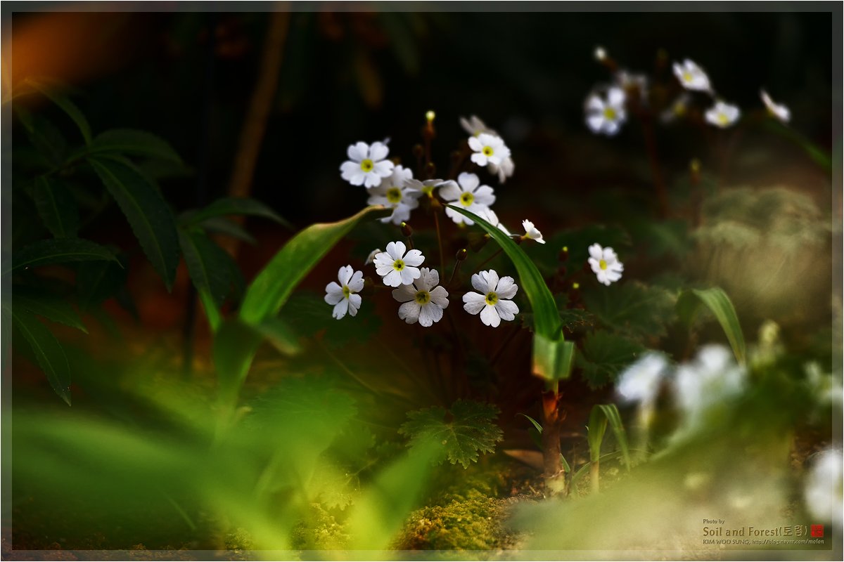 DSC_5502J12.jpg : 화성 식물원