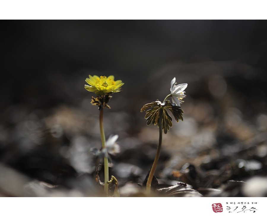 _DSC9881.jpg : 복수초와 바람꽃의 만남