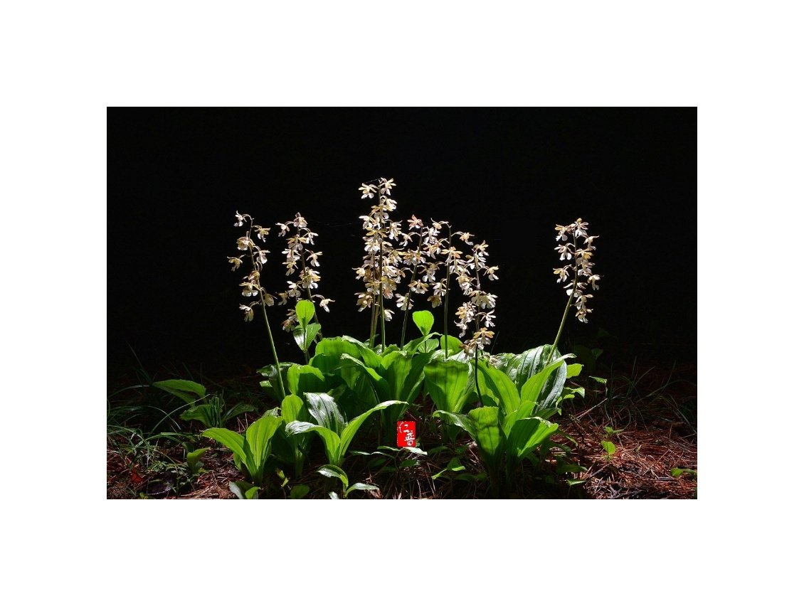 IMG_20210410_065736.jpg : (추억)새우난초