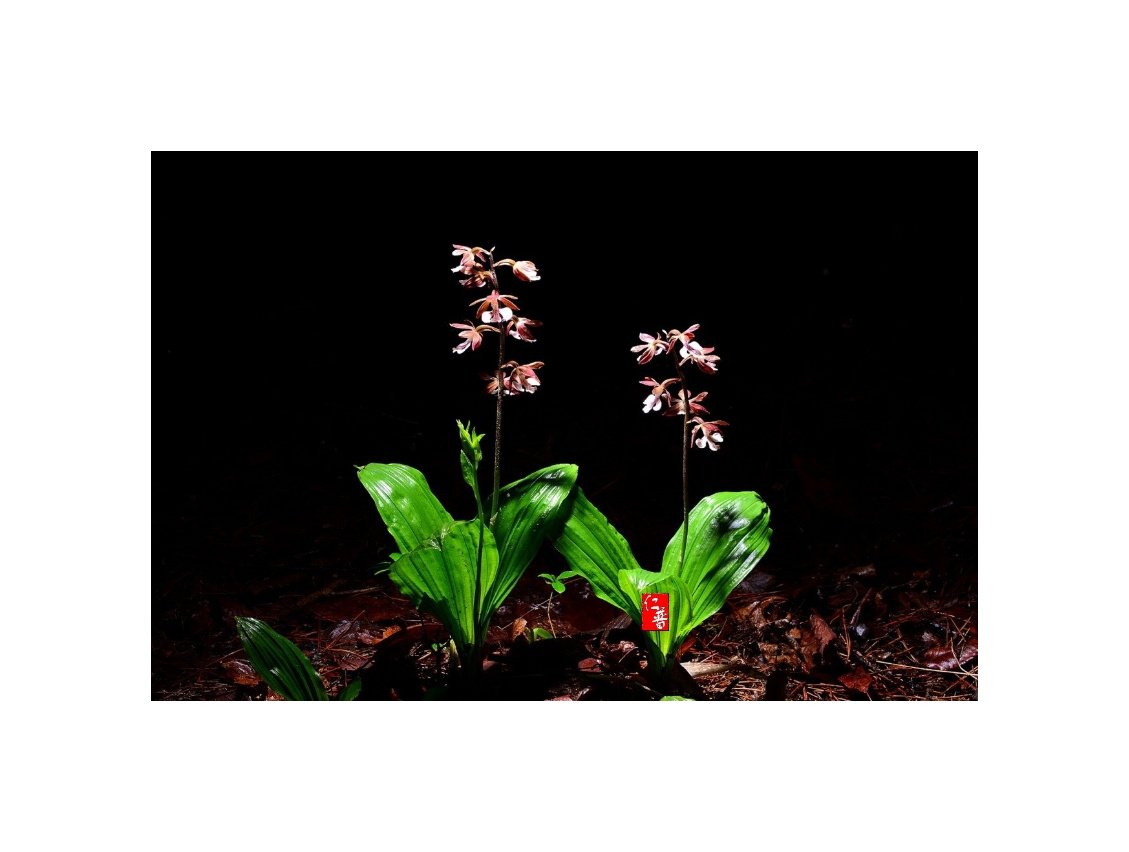 IMG_20210410_065723.jpg : (추억)새우난초