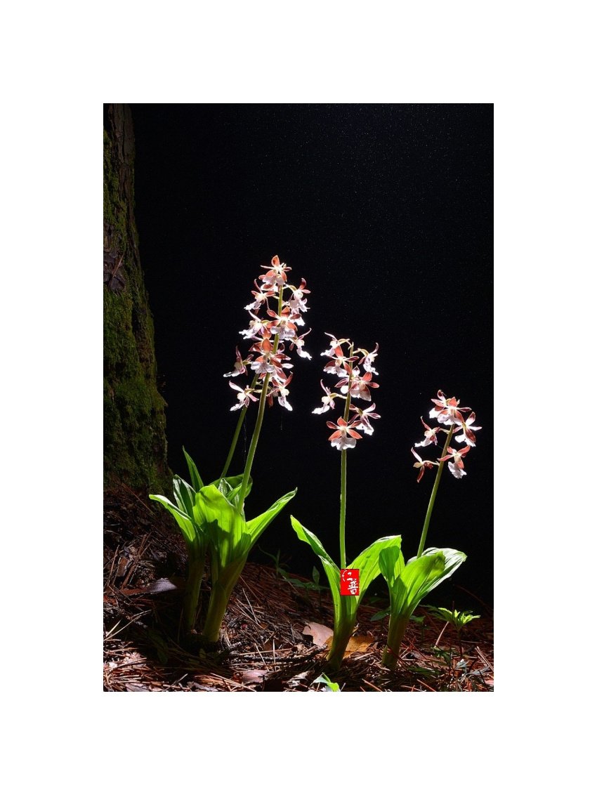 IMG_20210410_065627.jpg : (추억)새우난초