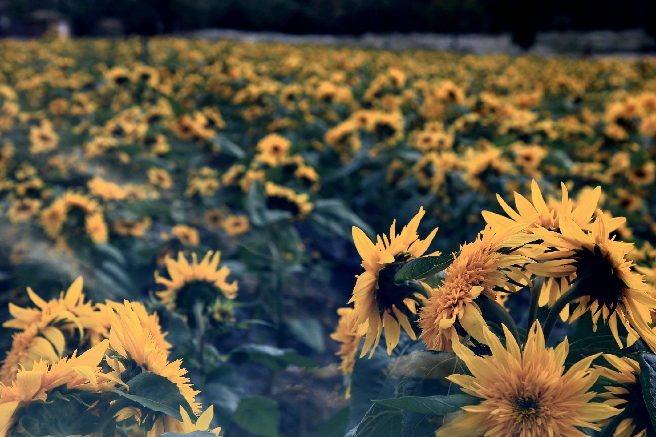 해바라기3.jpg : 해바라기