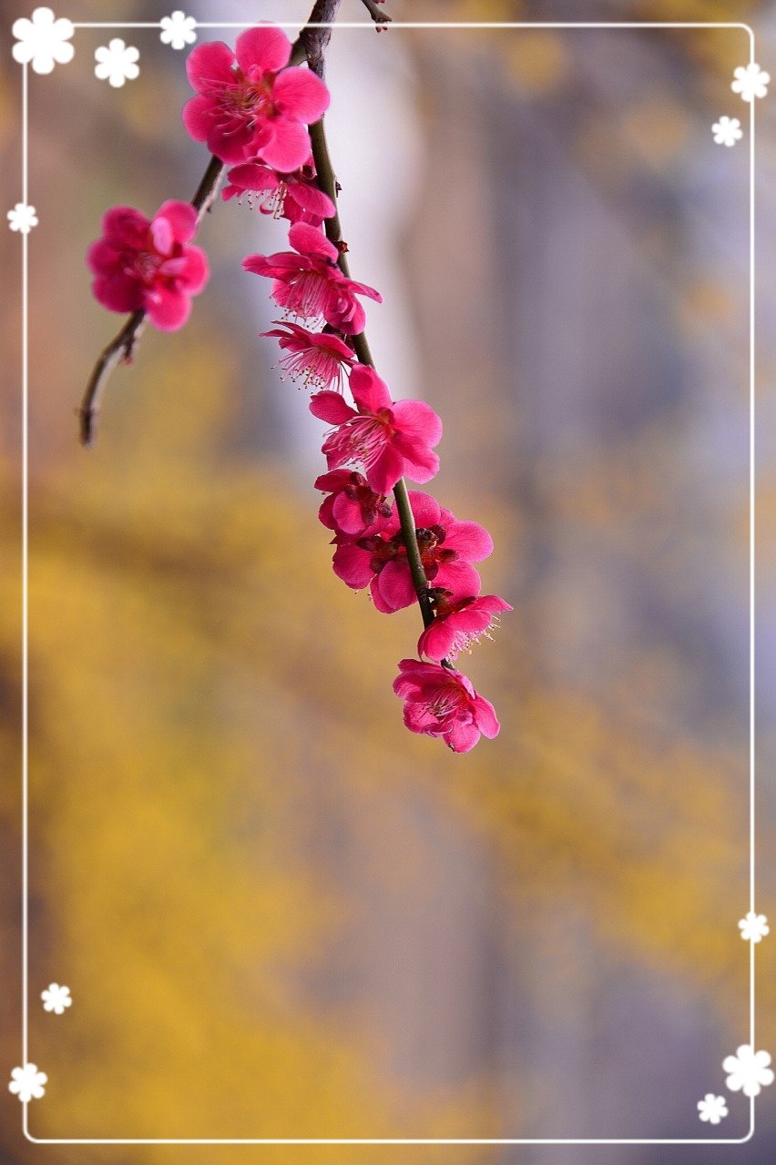 19-03-10-07-15-22-106_deco.jpg : 광양 매화