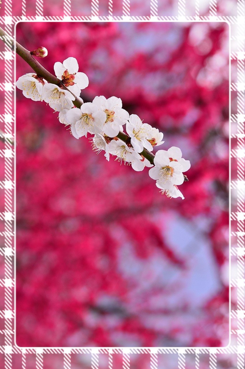 19-03-10-07-10-27-203_deco.jpg : 광양 매화