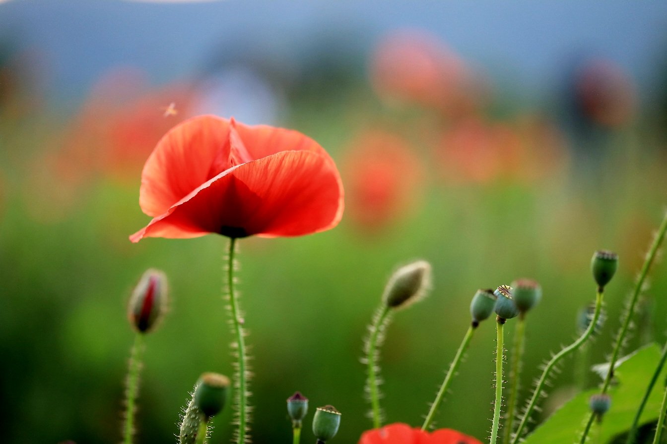 1750352715027.jpg : 양귀비 꽂