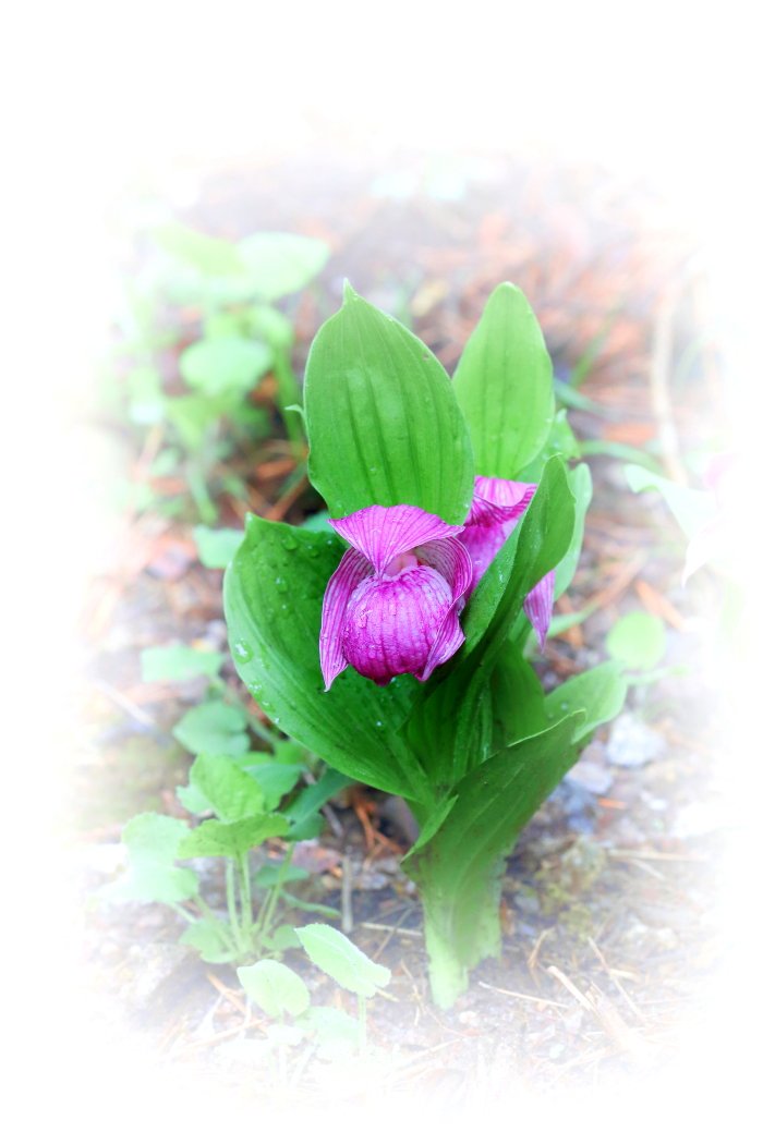 복주머니11.JPG : 복주머니란