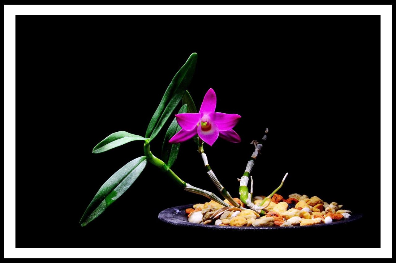 IMG_20170108_5.jpg : 석곡란 개화