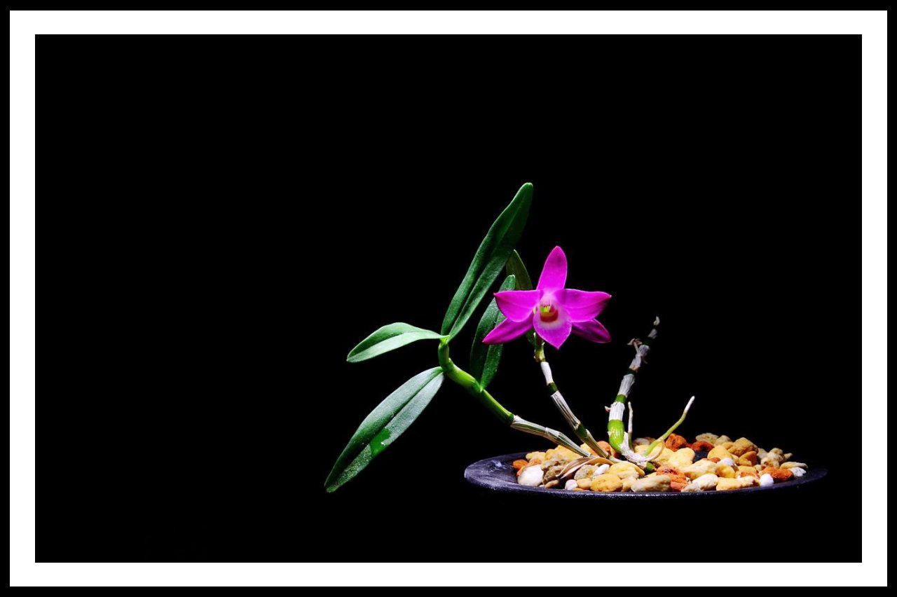 IMG_20170108_6.jpg : 석곡란 개화