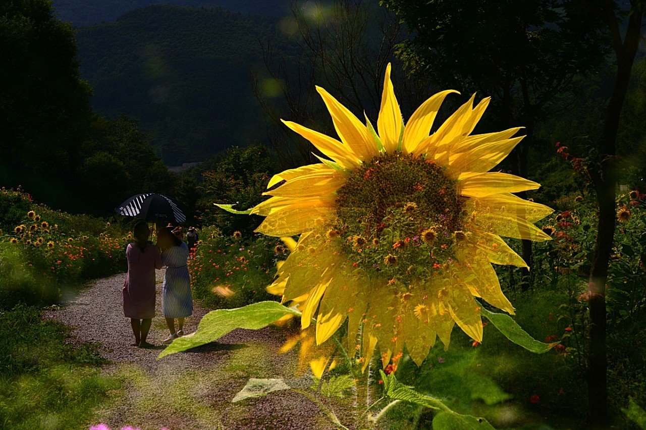 BandPhoto_9747244114.jpg : 구와우 해바라기 BandPhoto_9747244114.jpg : 구와우 해바라기