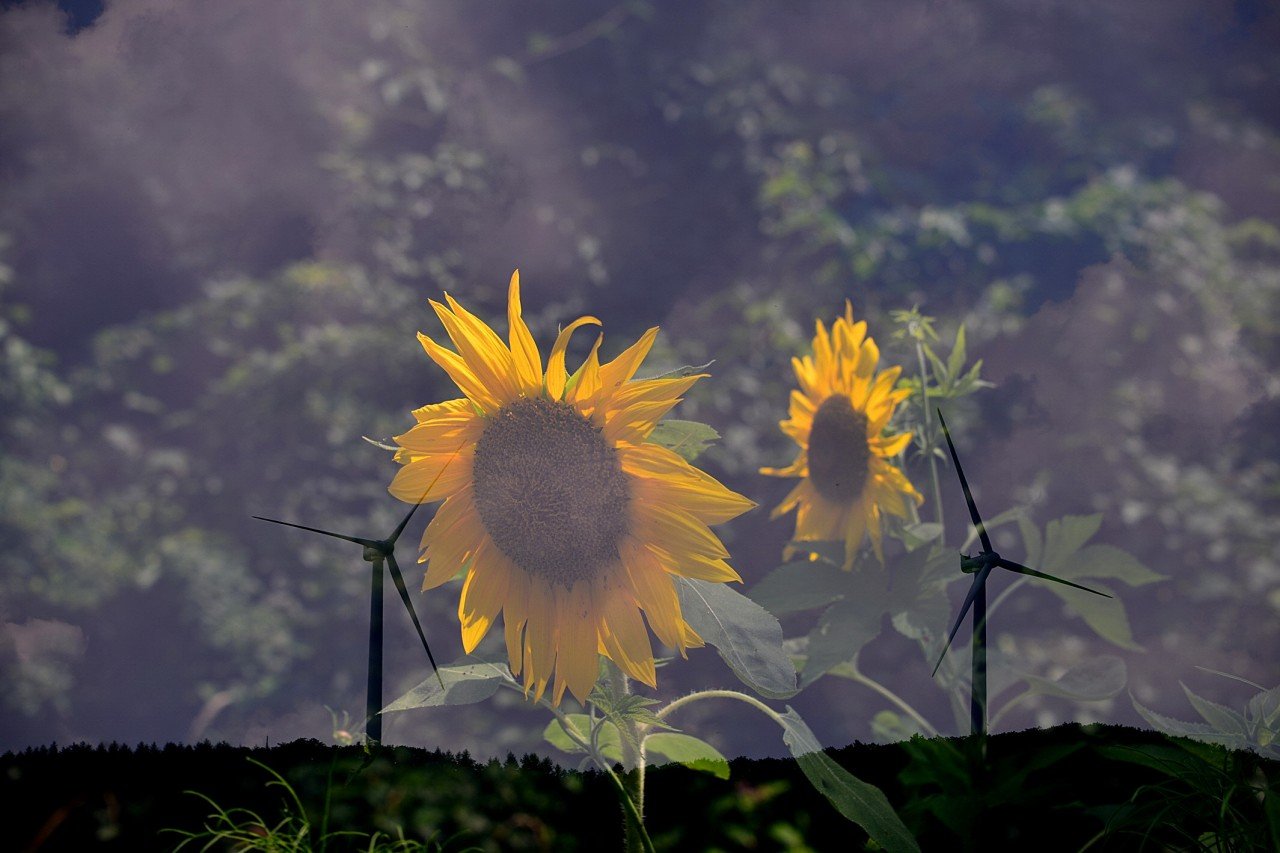 BandPhoto_9747244113.jpg : 구와우 해바라기 BandPhoto_9747244113.jpg : 구와우 해바라기