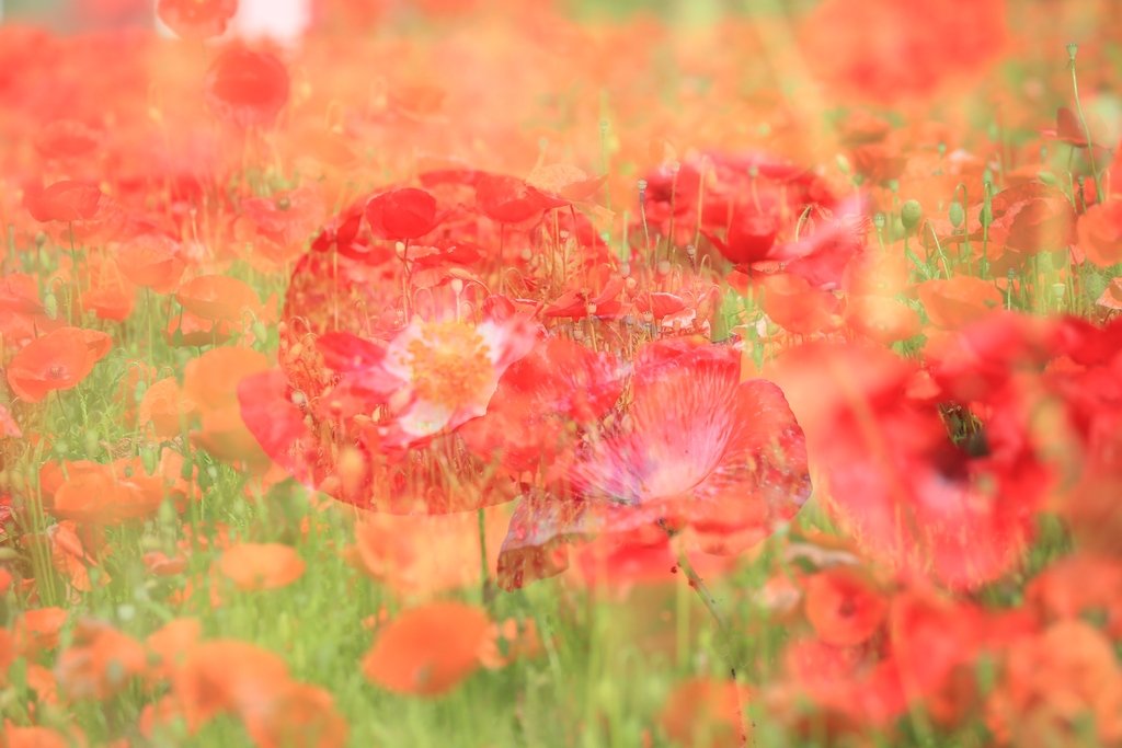 5K5A7401.JPG : 시민농장