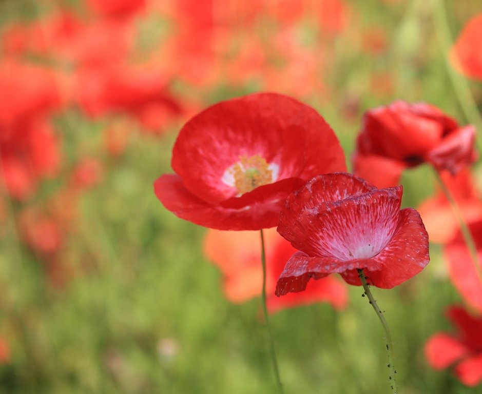 5K5A7393.JPG : 시민농장