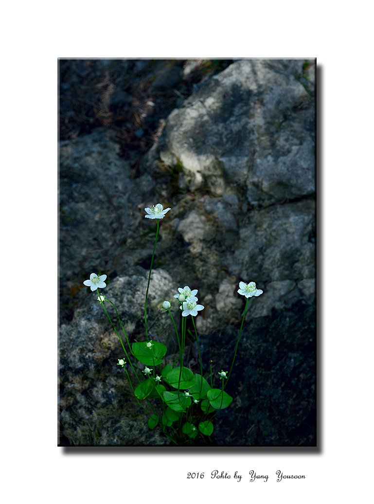 DSC_0633-111-rr.jpg : 물매화