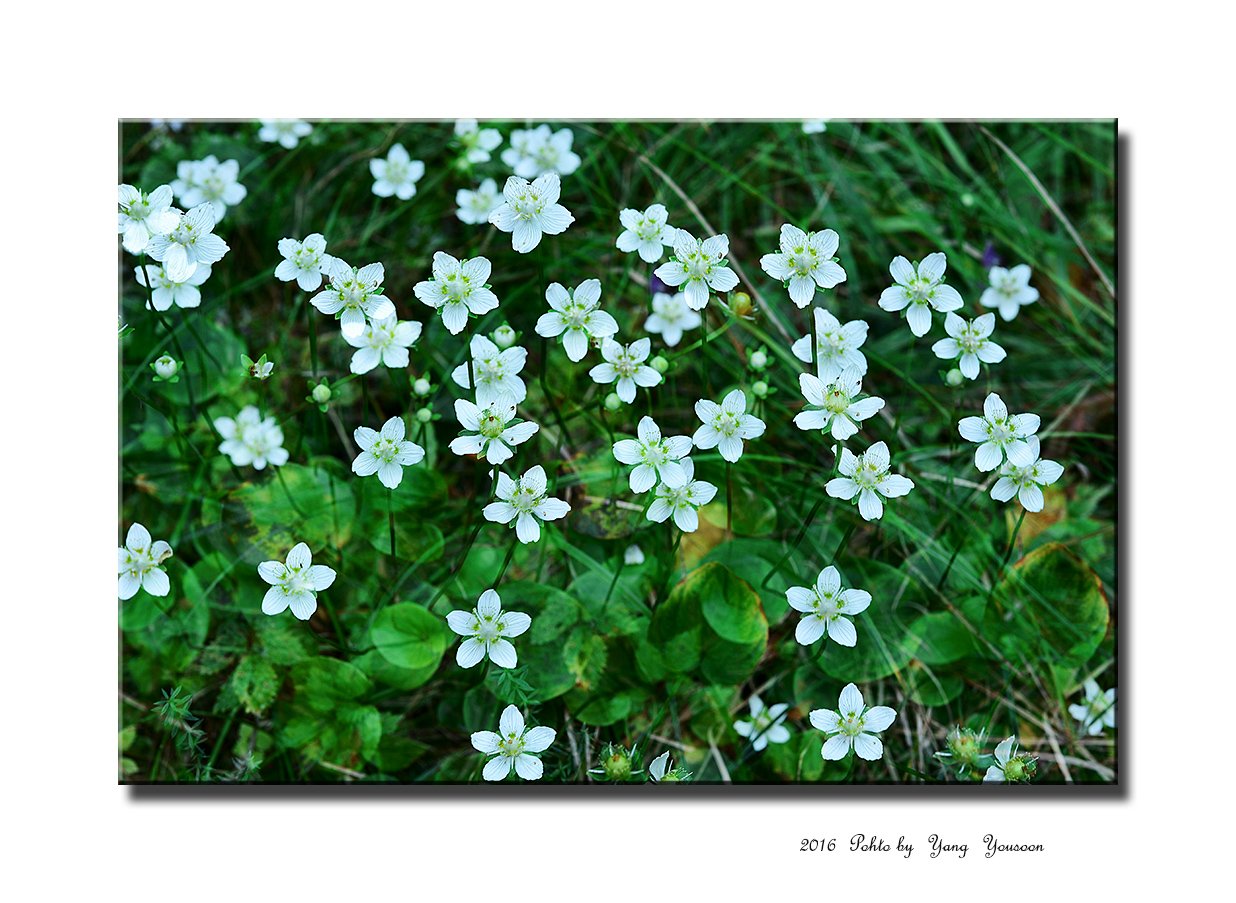 DSC_0788-1-r.jpg : 물매화