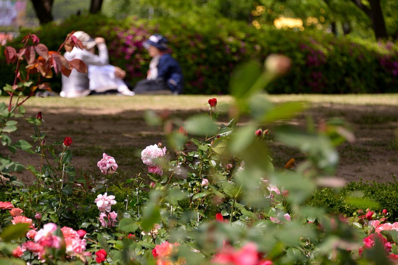 BandPhoto_5908695126.jpg : 일산 호수공원