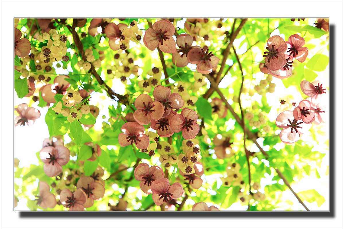 8968-22.jpg : 으름나무꽃