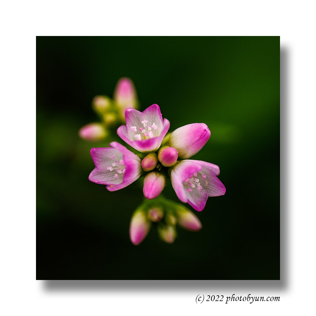 0P3A8741-편집.jpg : 고마리