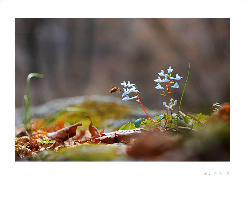 DSC_2878-1.jpg : 현호색