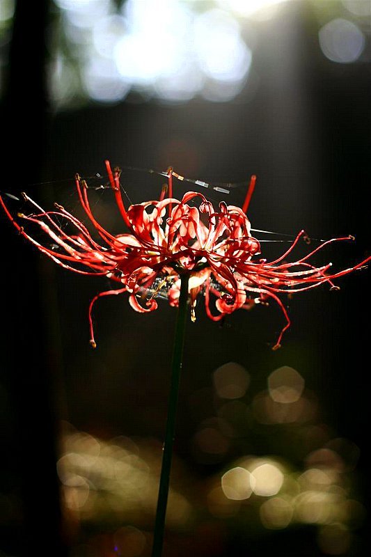 1185404002_wlsk4u_20061113105241_5572754_1.jpg : 묘한 매력