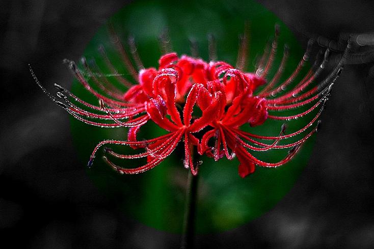 1185376078_wlsk4u_20061010163959_5490195_1.jpg : 묘한 매력