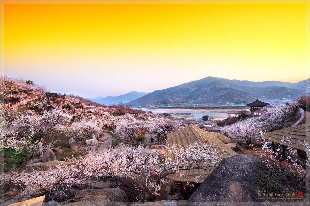 DSC_5293_1j12.jpg : 4년전 매화마을