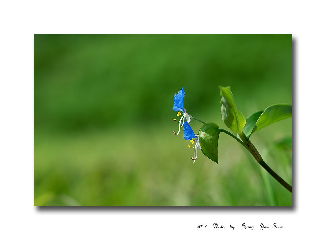 DSC_9787-1-r.jpg : 닭의 장풀