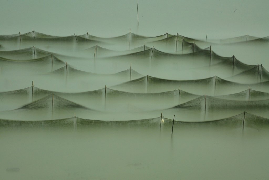 5K5A8310.JPG : 서산 그물망