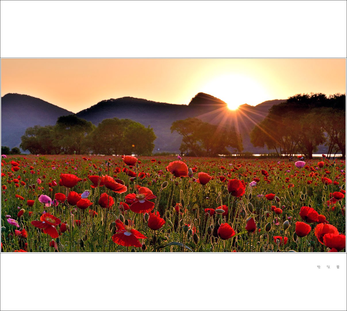 _DSC4003_095사본.jpg-1.jpg : 양귀비