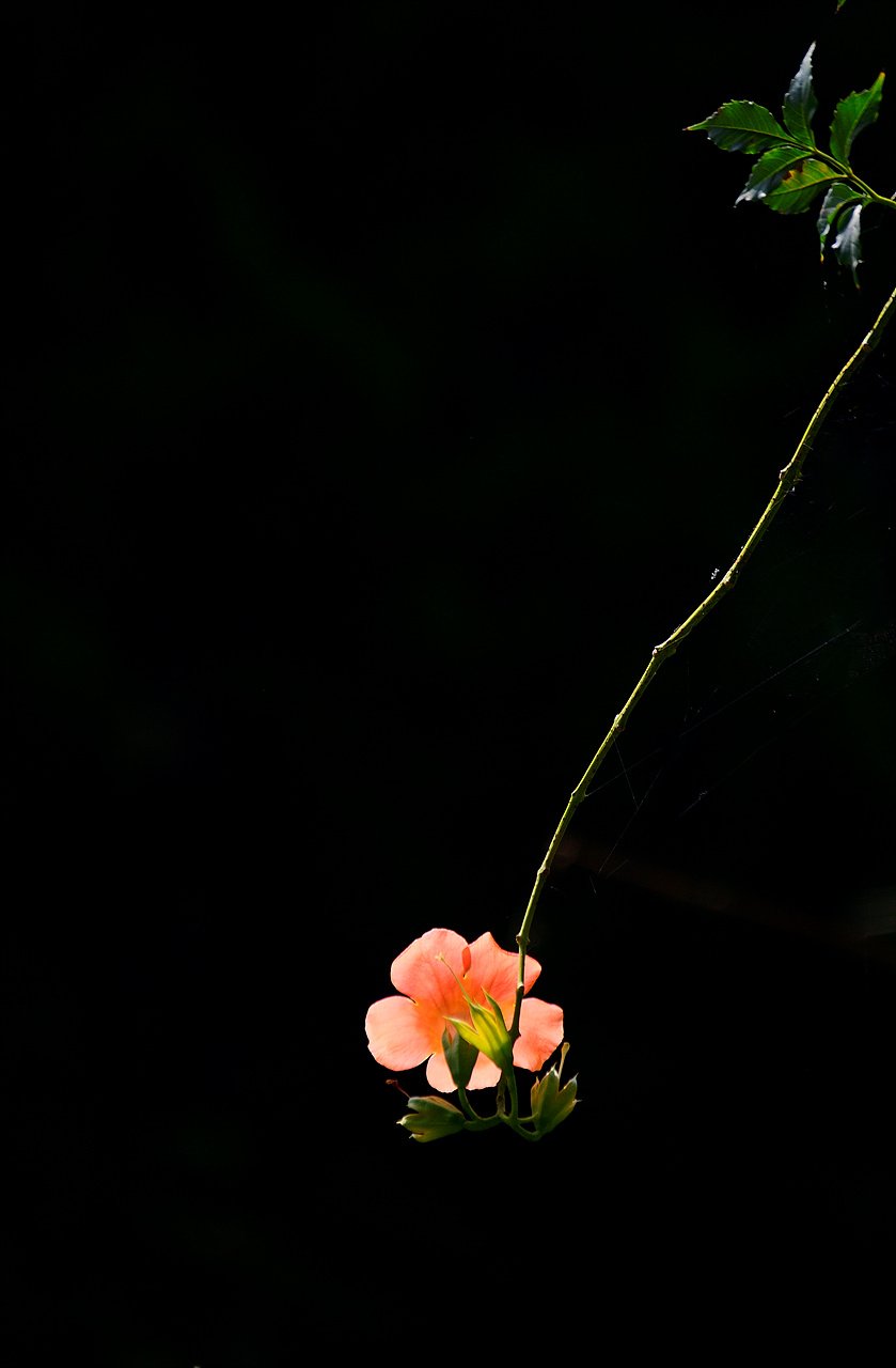 _DSC3400_01.jpg : 물향기 수목원 능소화