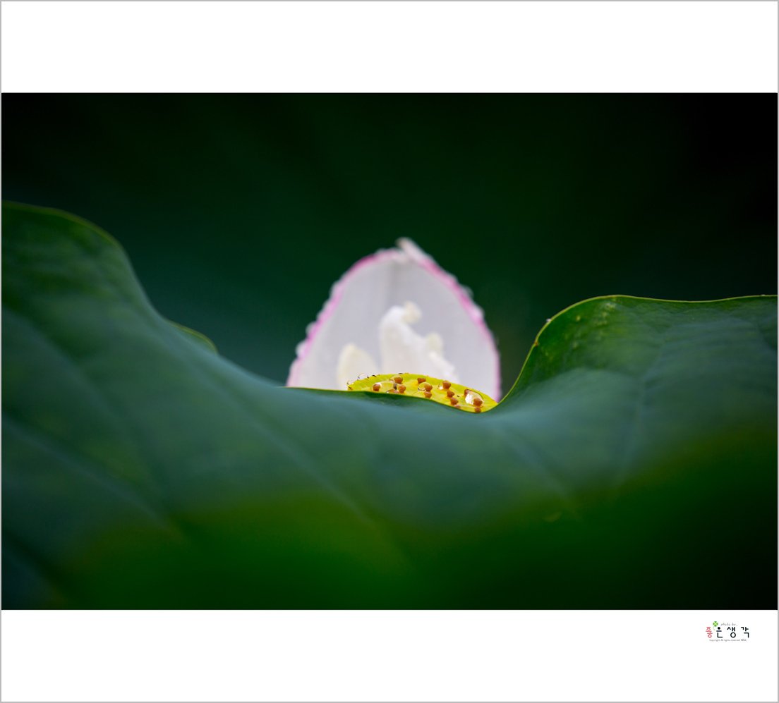 DM8A1173-1.jpg : 연꽃