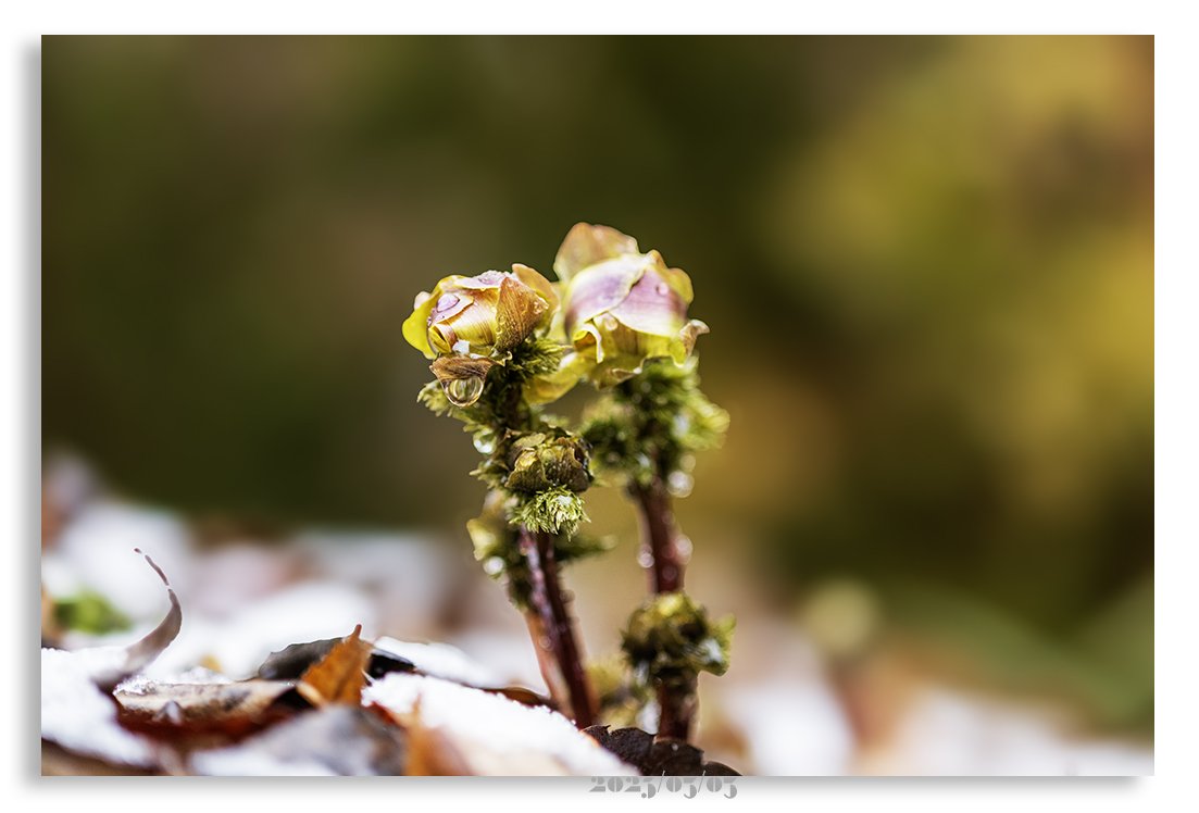DSC_3467 @.jpg : 습설에 젖은 복수초