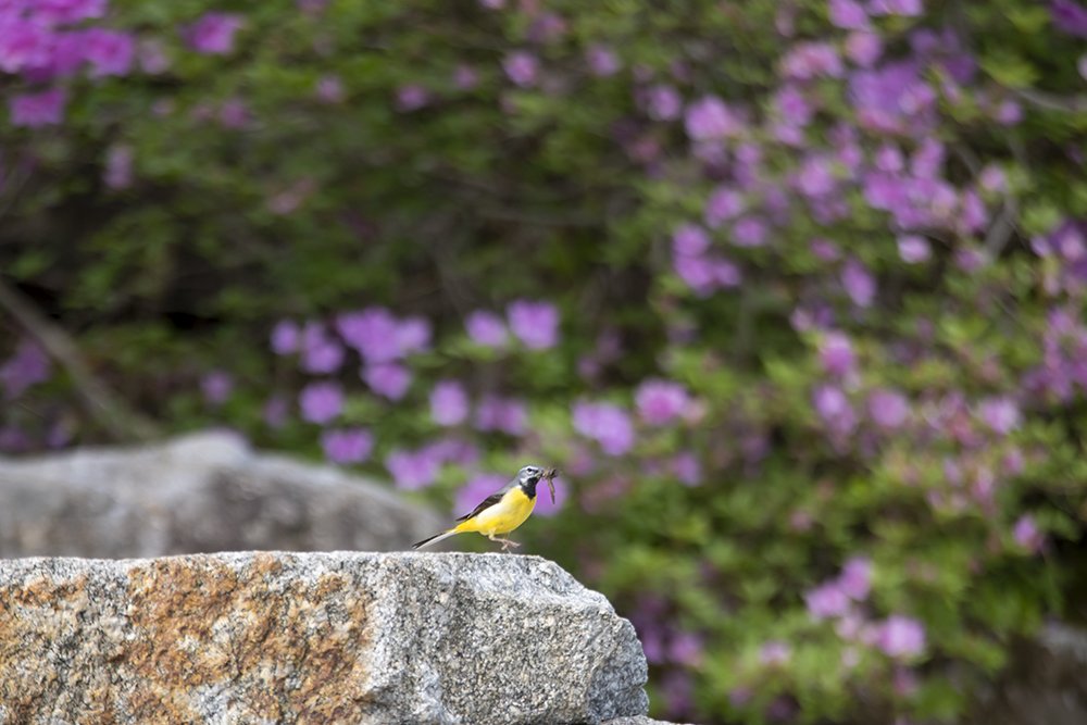 _LMJ6917-.jpg : 어느 봄날에..