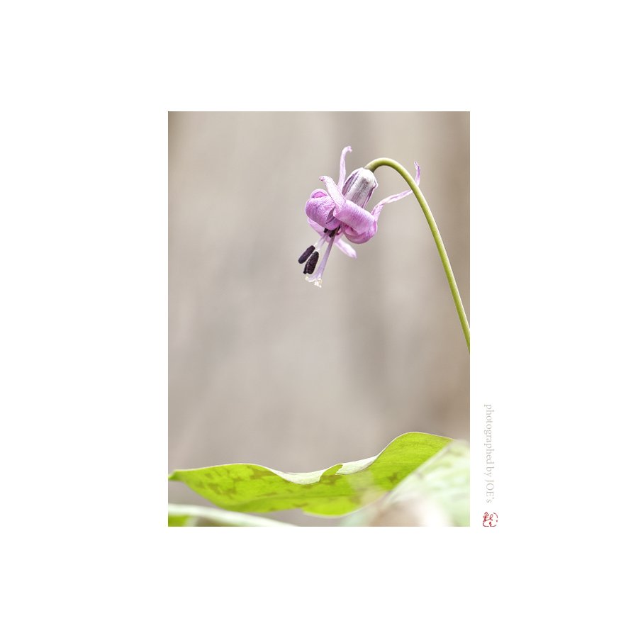 IMG_1446-접사모 20160412-1.jpg : 나이들어도 여자는 여자인듯~