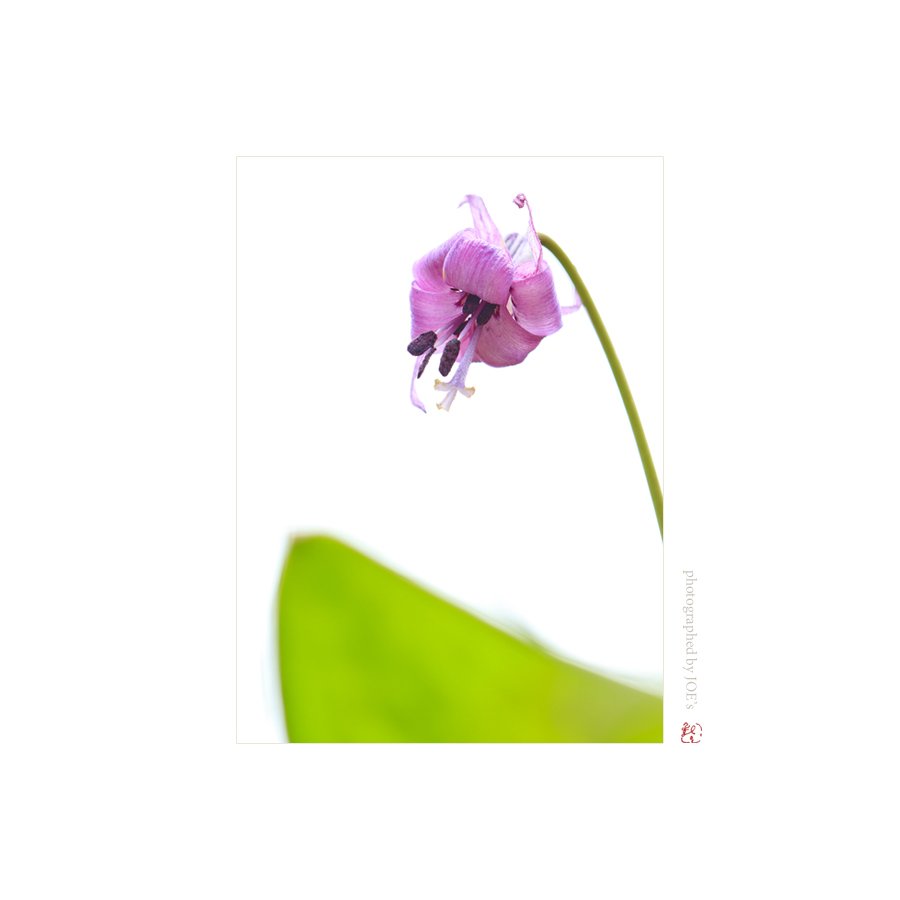 IMG_1475-접사모20160412.jpg : 나이들어도 여자는 여자인듯~