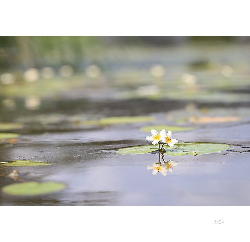 2M3A1135.jpg : 연 ~