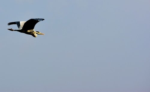 DSC_0300 cr2.JPG : 가입 후 첫 사진 포스팅 - 왜가리?