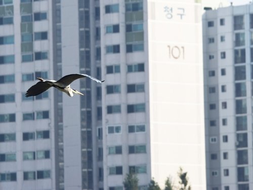 crDSC_0307 33.JPG : 가입 후 첫 사진 포스팅 - 왜가리?