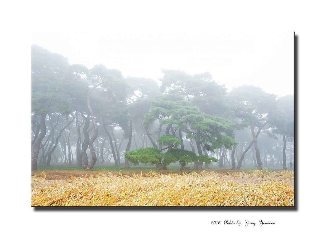 DSC_2164-1-rr.jpg : 임한리의 가을