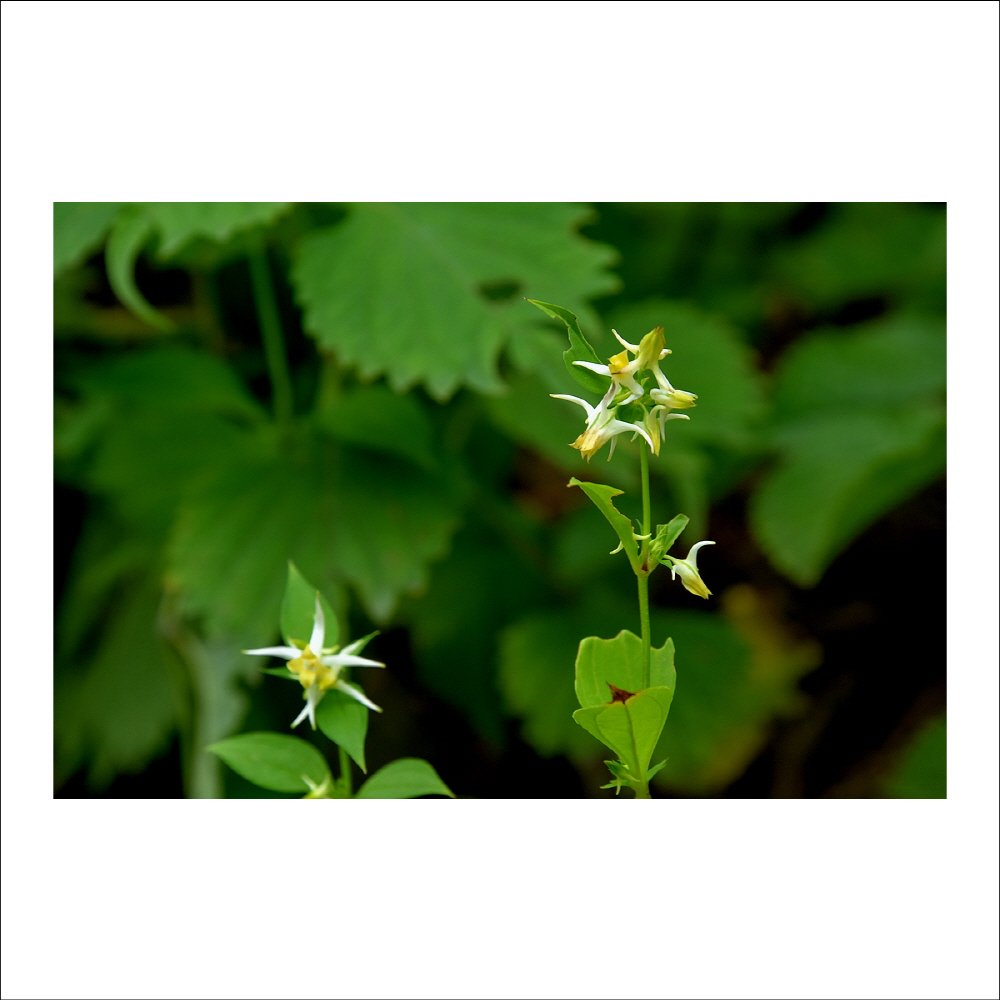 크기변환_DSC_1850.jpg : 야생화 : 닻꽃