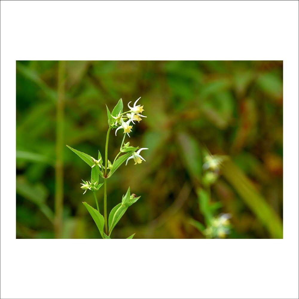 크기변환_DSC_1805.jpg : 야생화 : 닻꽃