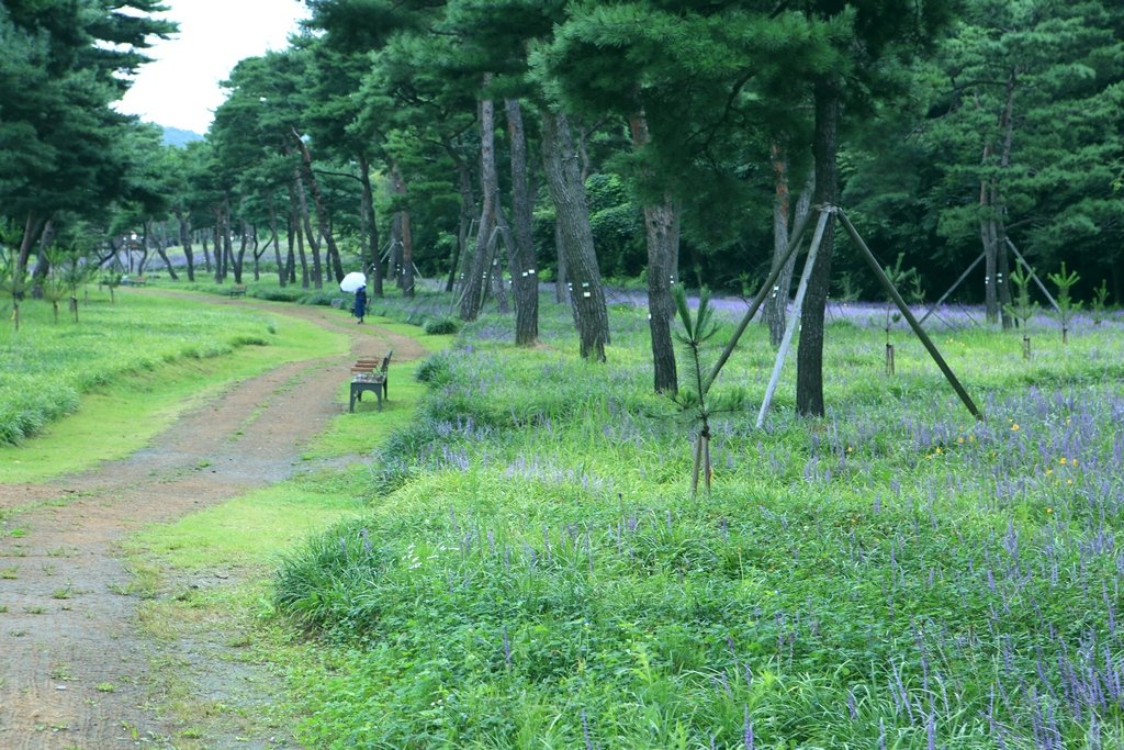 5K5A1003.JPG : 노송(맹문동)