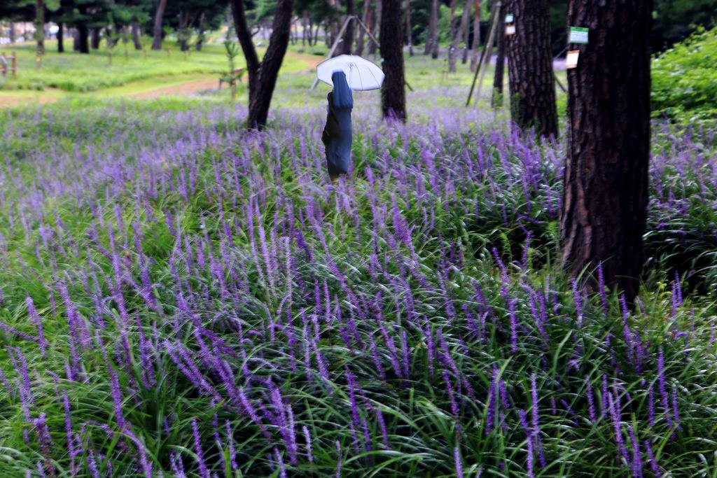 5K5A0998.(111).jpg : 노송(맹문동)